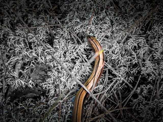 CropperHead - auto cropper AI